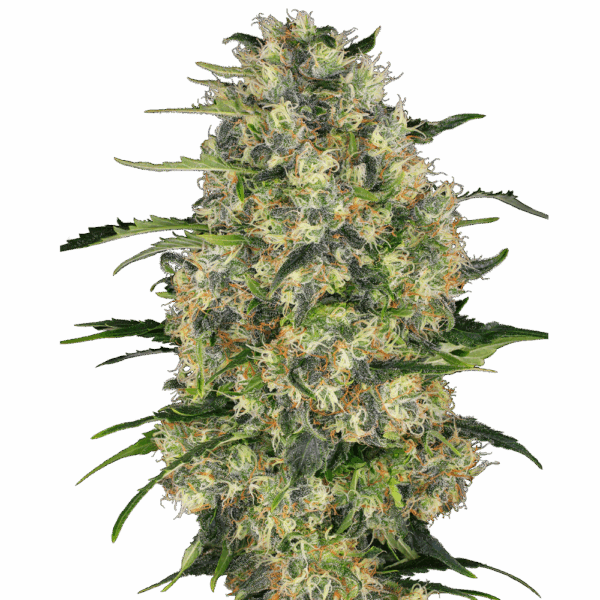 bud voyage budfruits black domina feminized bud